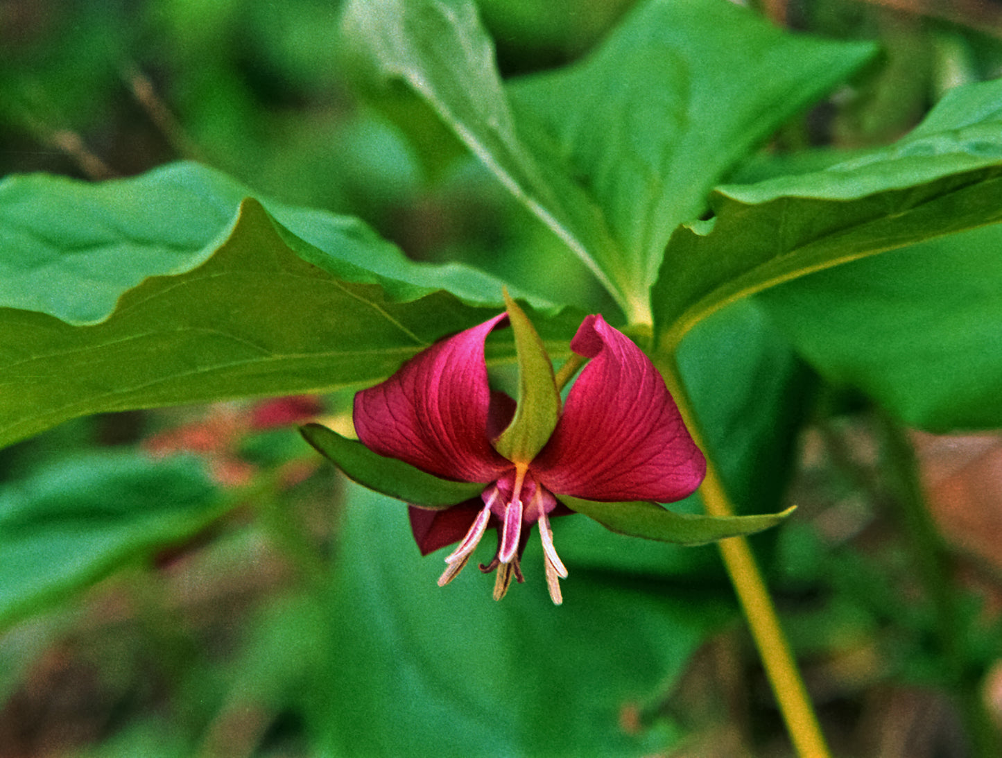 Southern Nodding Trillium