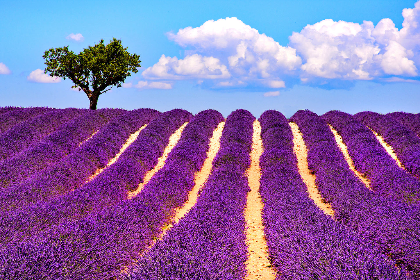 Provence Lavender Field