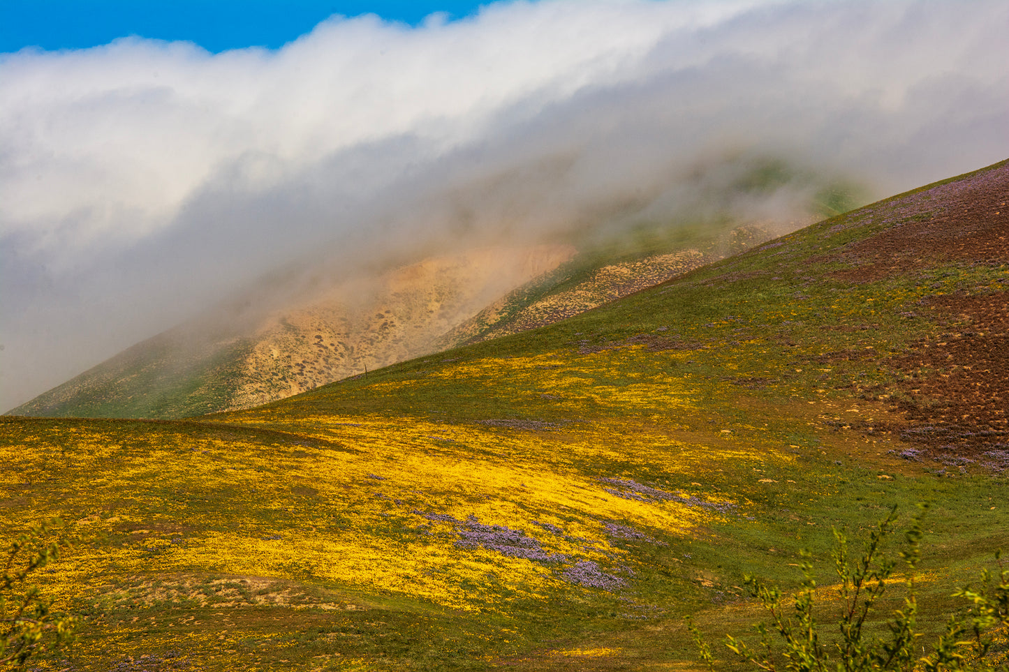 California Wildflower Field