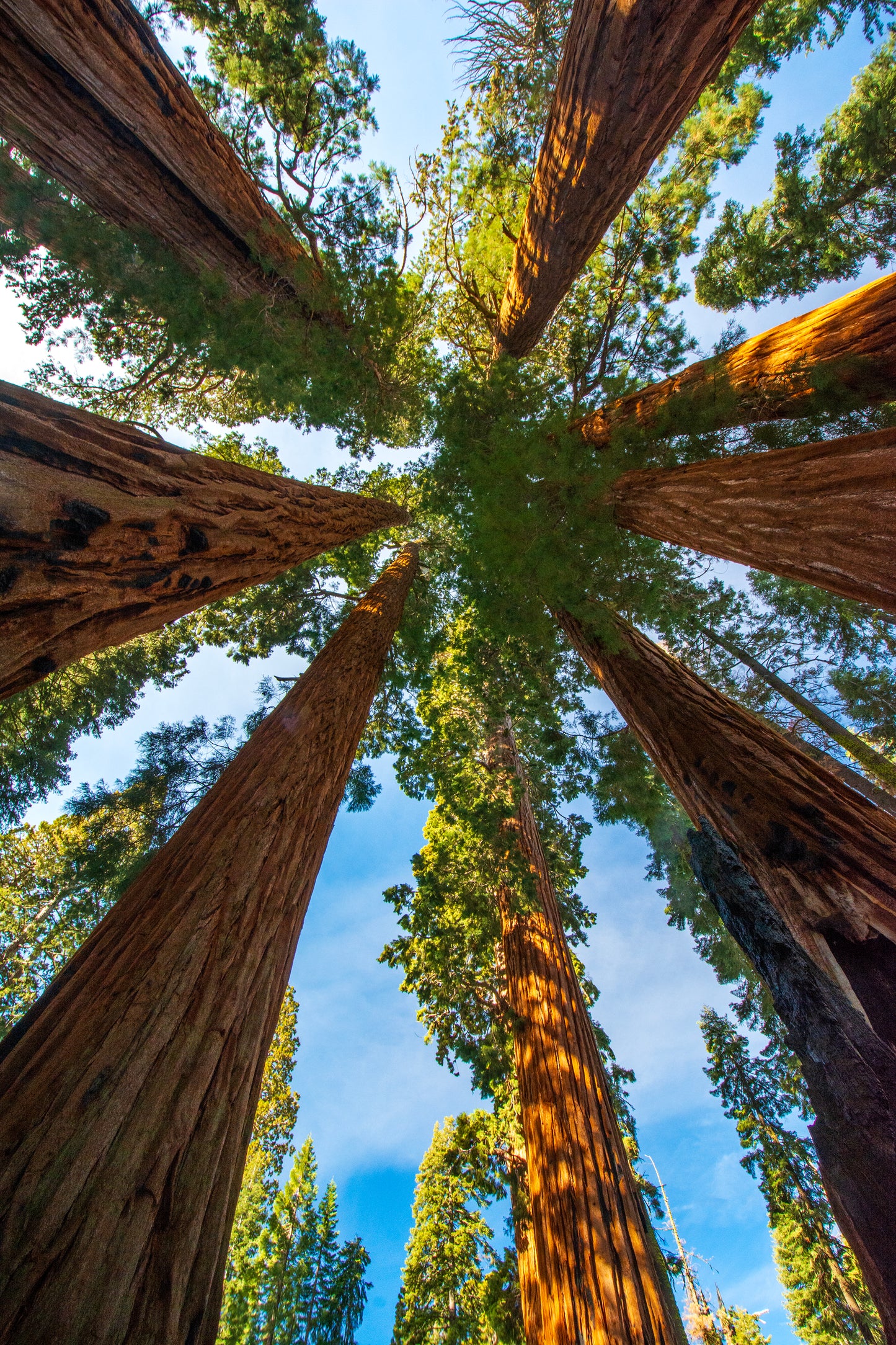 Sequoia National Park