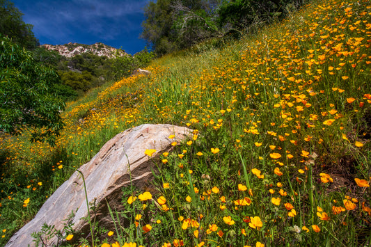 Wildflowers in Sequoia National Park