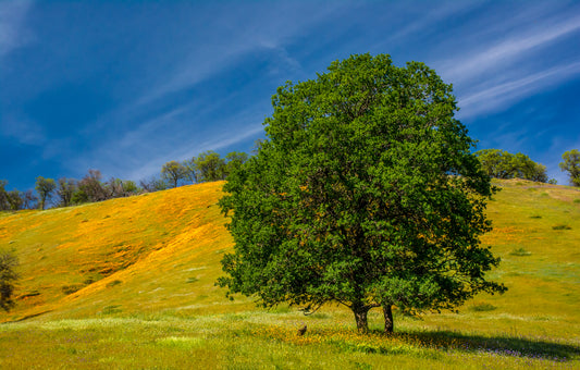 California Wildflower Field and Tree