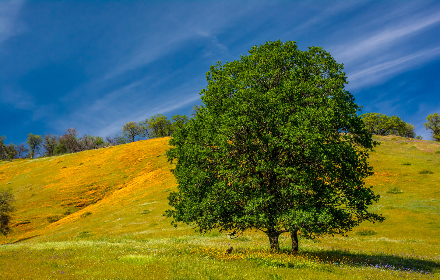 Wildflowers in Sequoia National Park