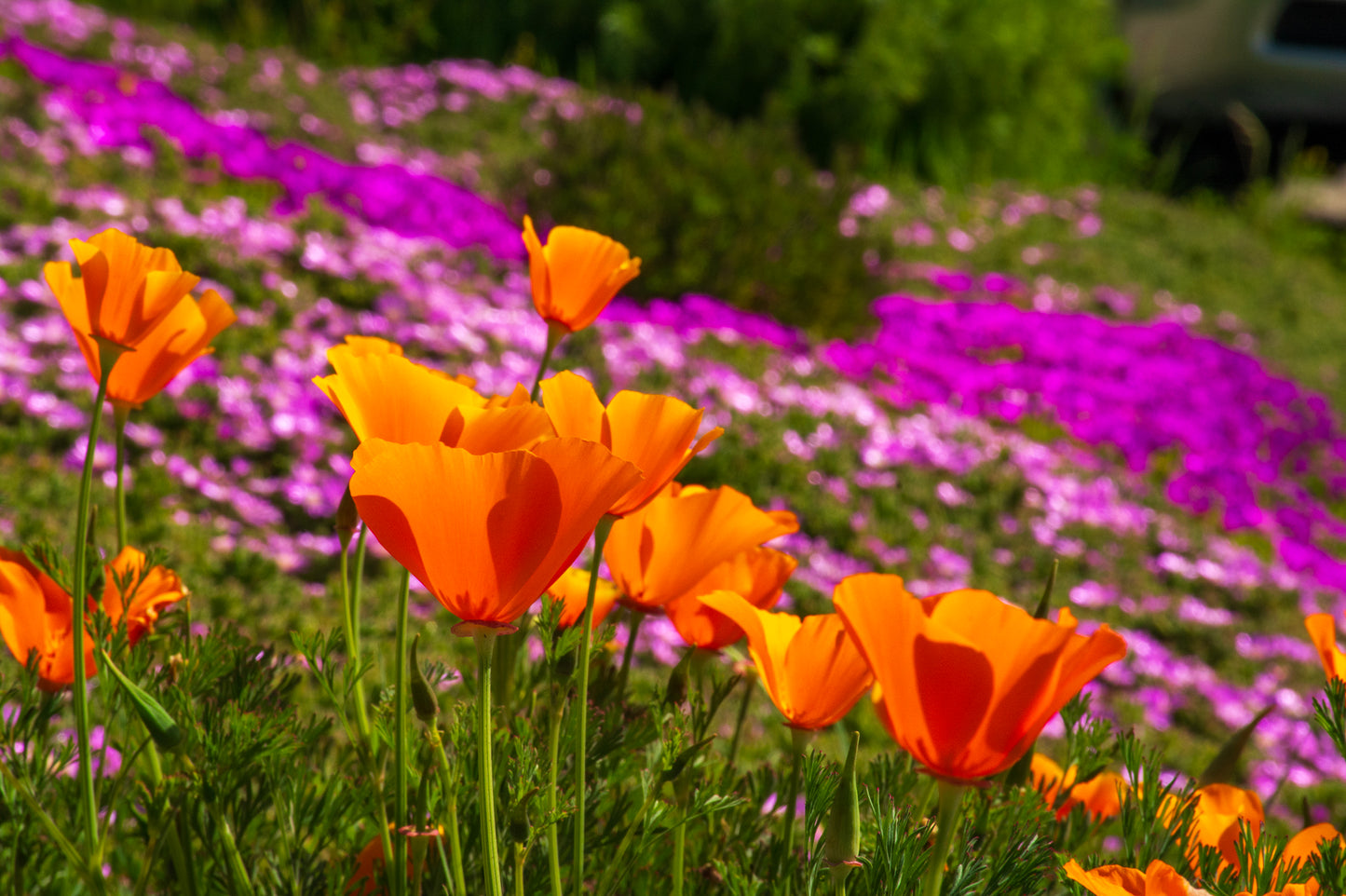 California Poppies
