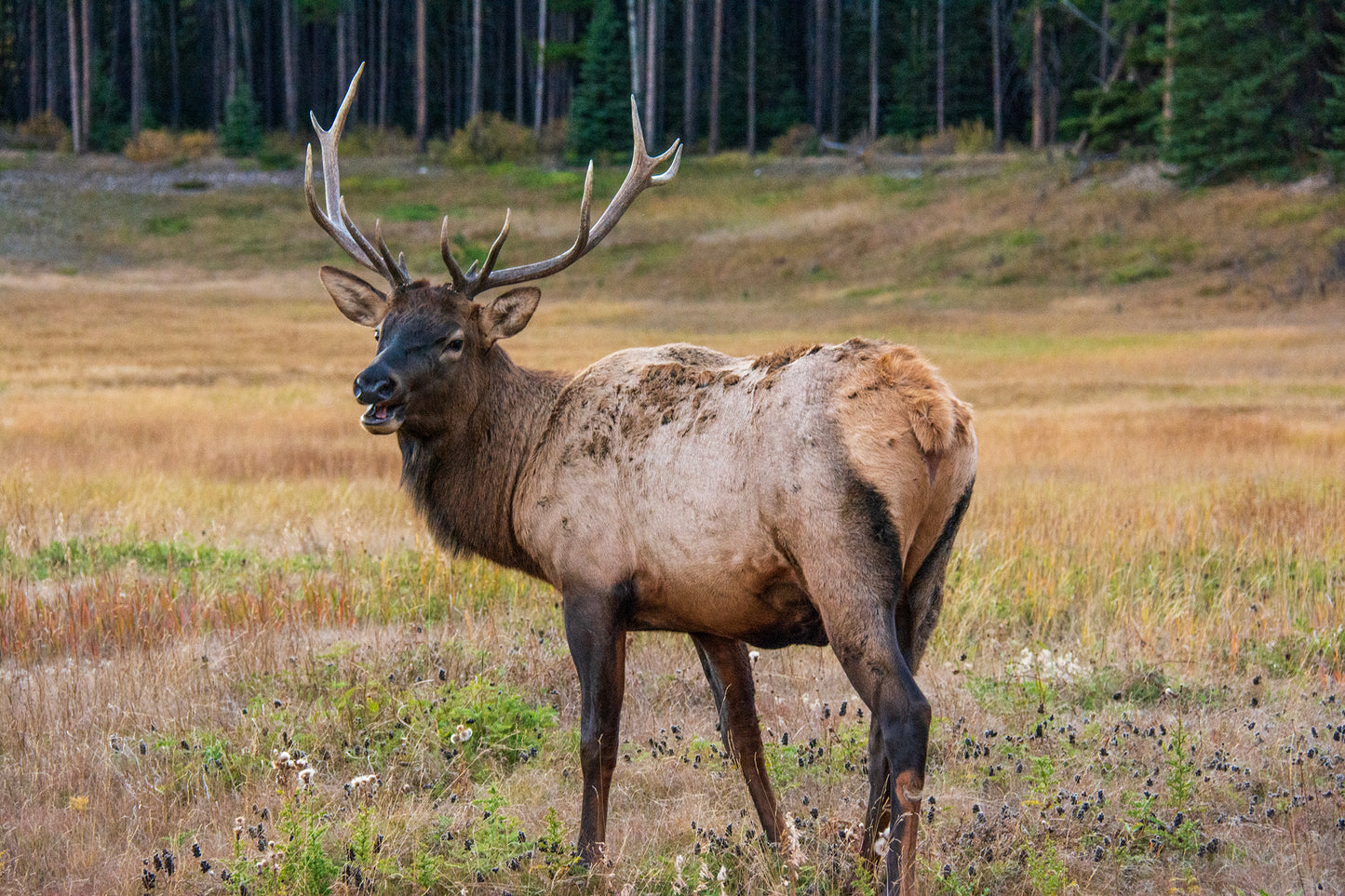 Bull Elk, Banff, Canada