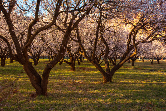 Peach Orchard, Utah