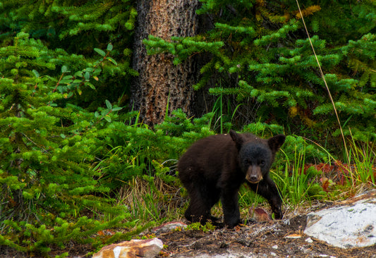 A Black Bear Cub, Banff, Canada