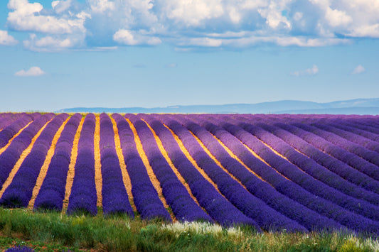 French Lavender Field