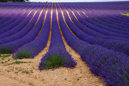 Rows of Lavender, Provence