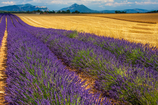 Summer time Lavender and Wheat Fields
