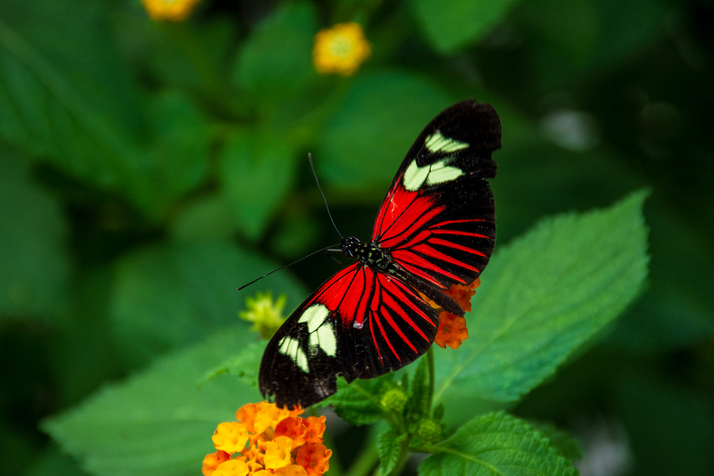Piano Key Butterfly