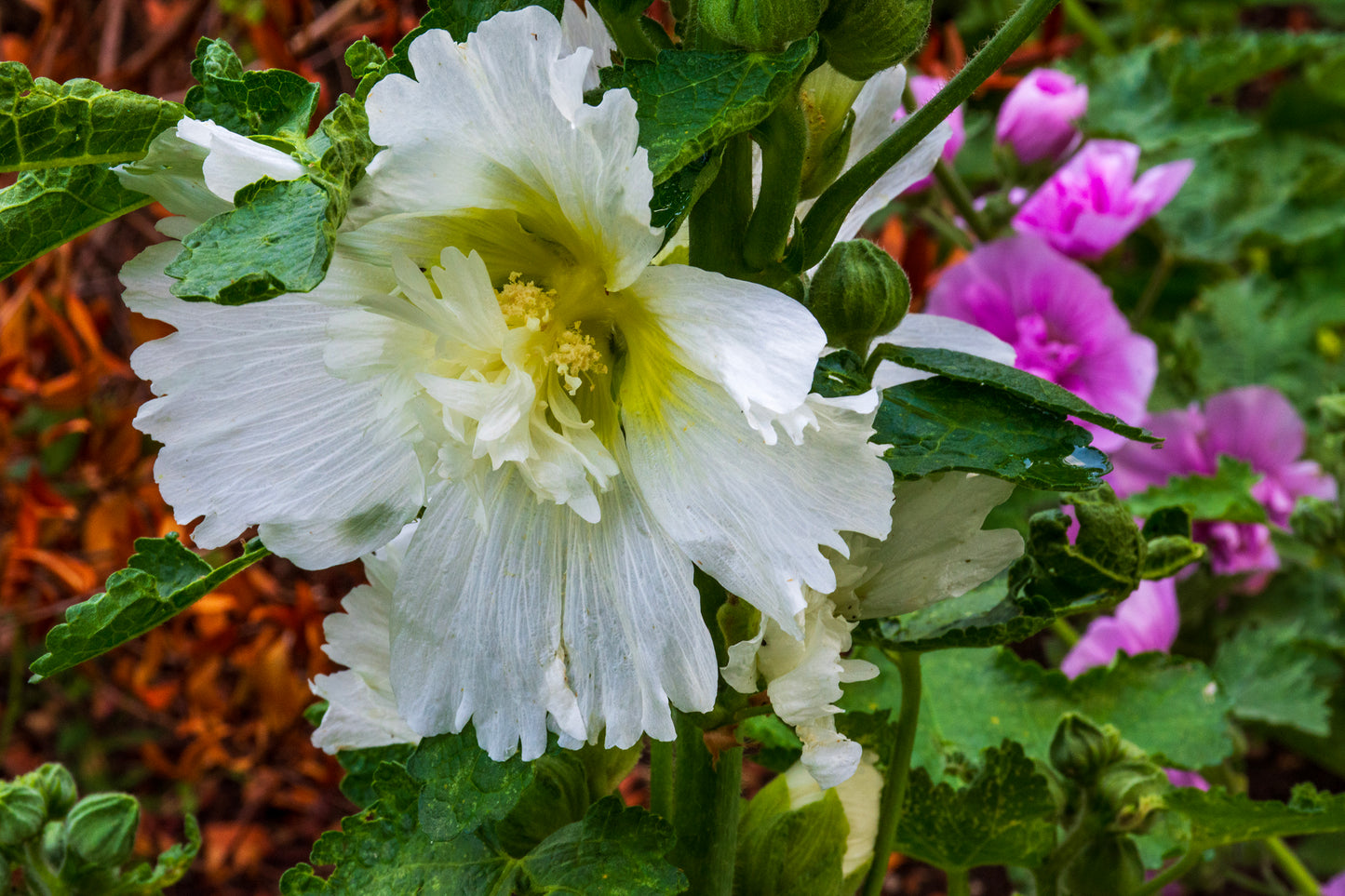 Summer Flowers