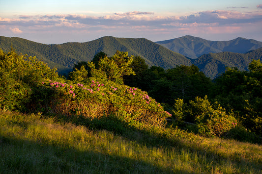 Rhododendrons at Roan Mountain, Tennessee