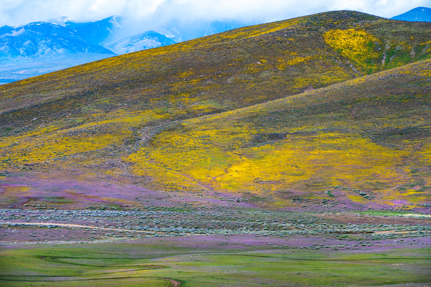 Antelope Valley Poppy Reserve, California