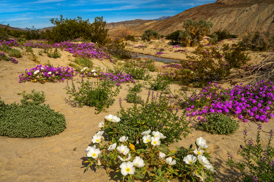Desert Blooms, Anza Borrego, California