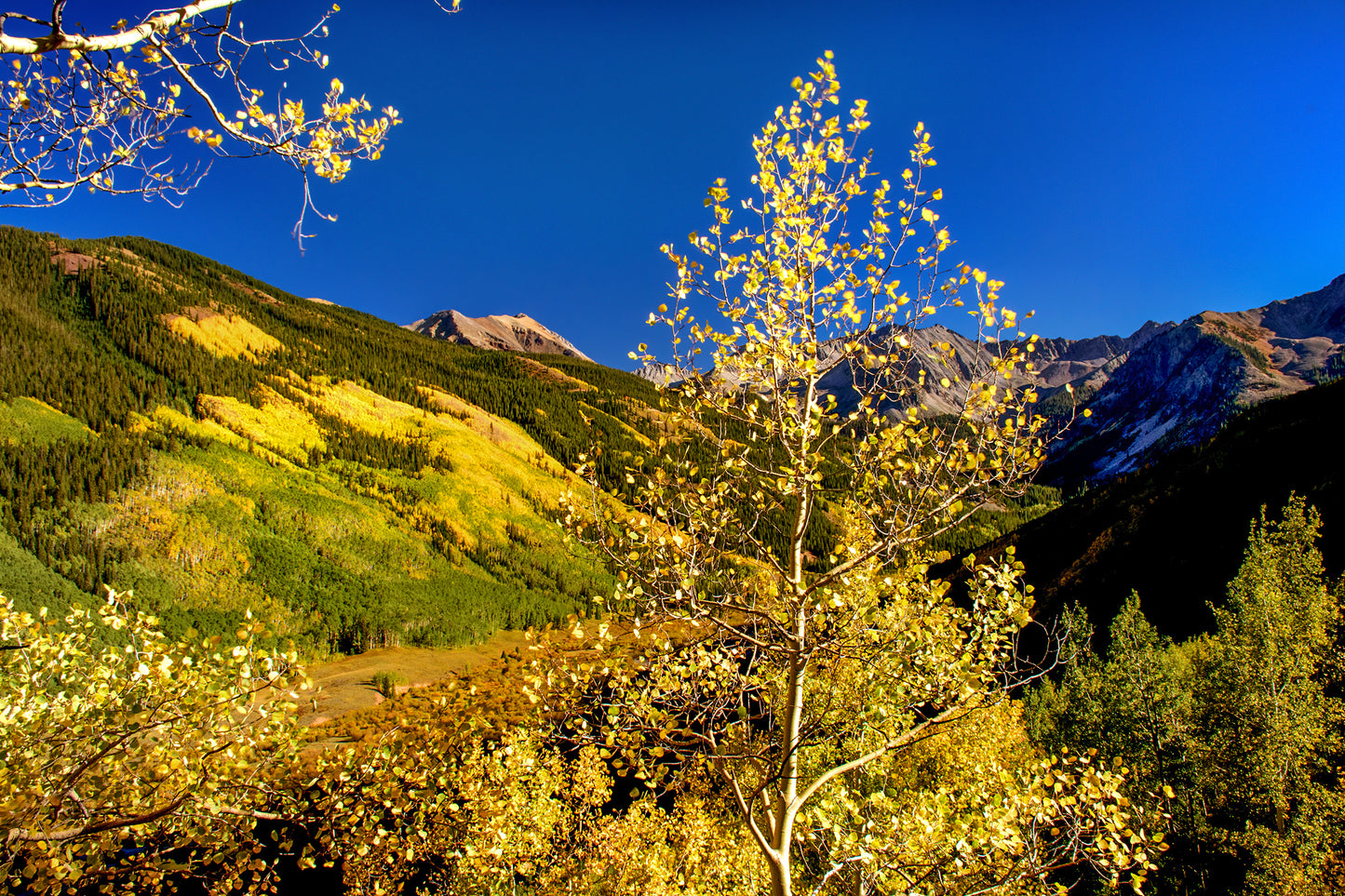Fall Color in Colorado
