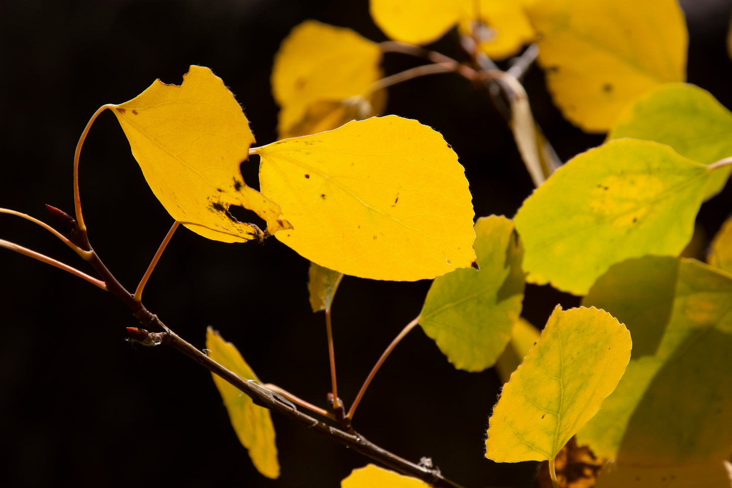 Aspen Leaves