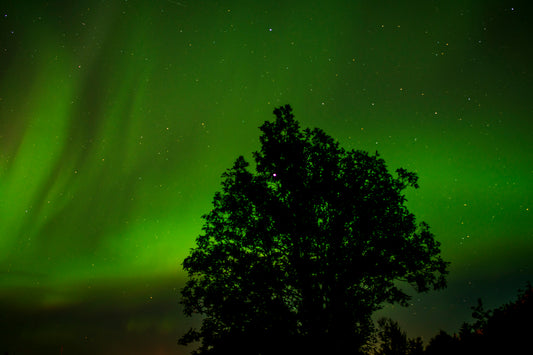 Aurora Borealis and Tree