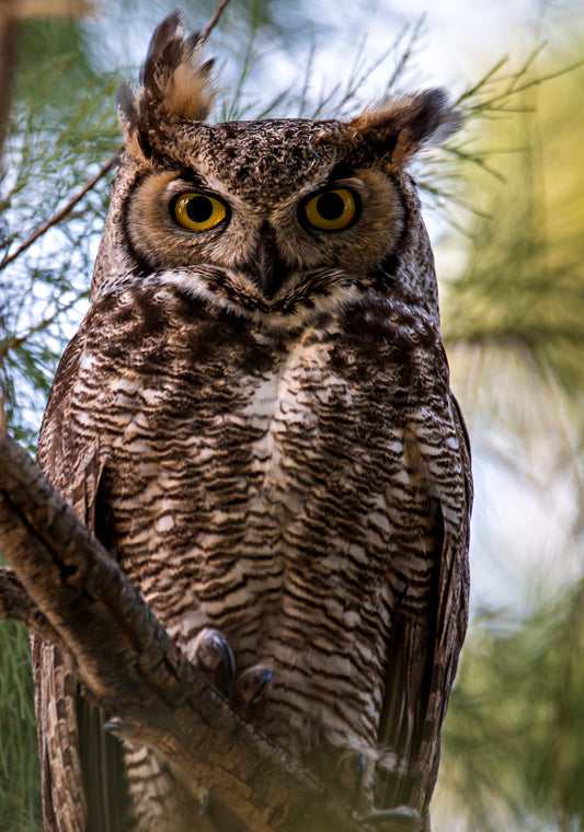 Big Horned Owl