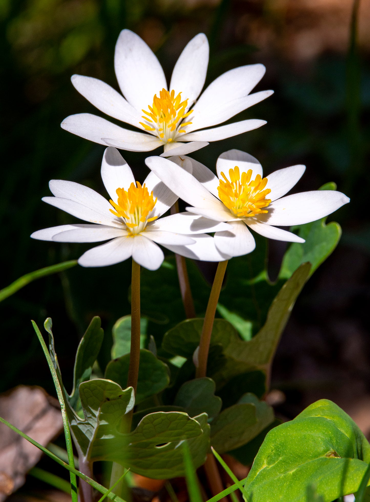 Bloodroot
