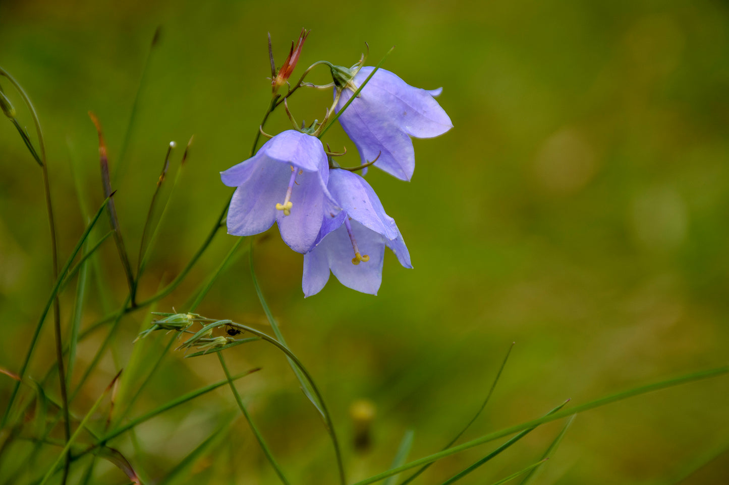 Soft Bluebells