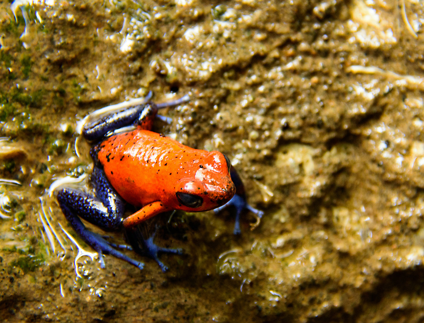 Blue Jeans Poison Dart Frog, Costa Rica