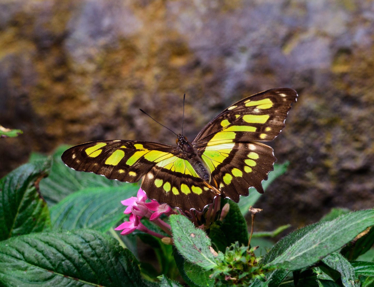 Colorful Butterfly
