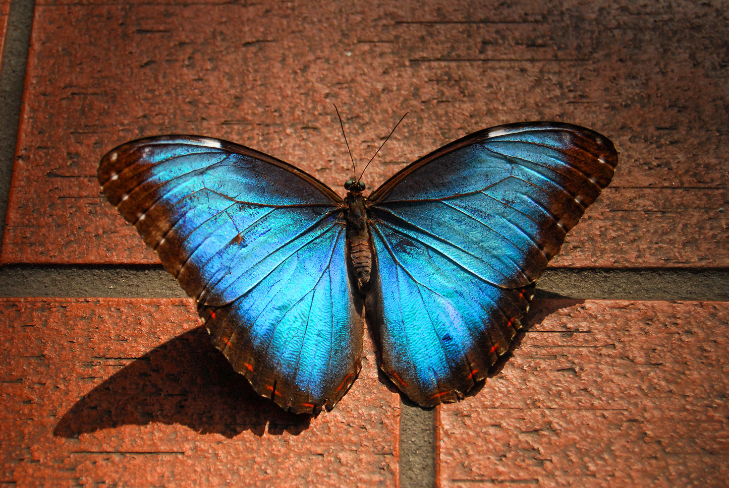 Blue Morpho Butterfly