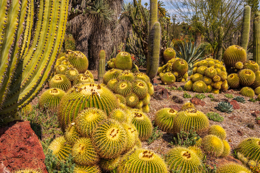 Cactus Garden, California