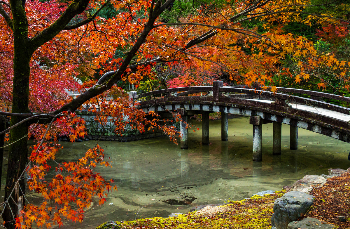 Chinon-in Buddhist Temple Autumn, Kyoto