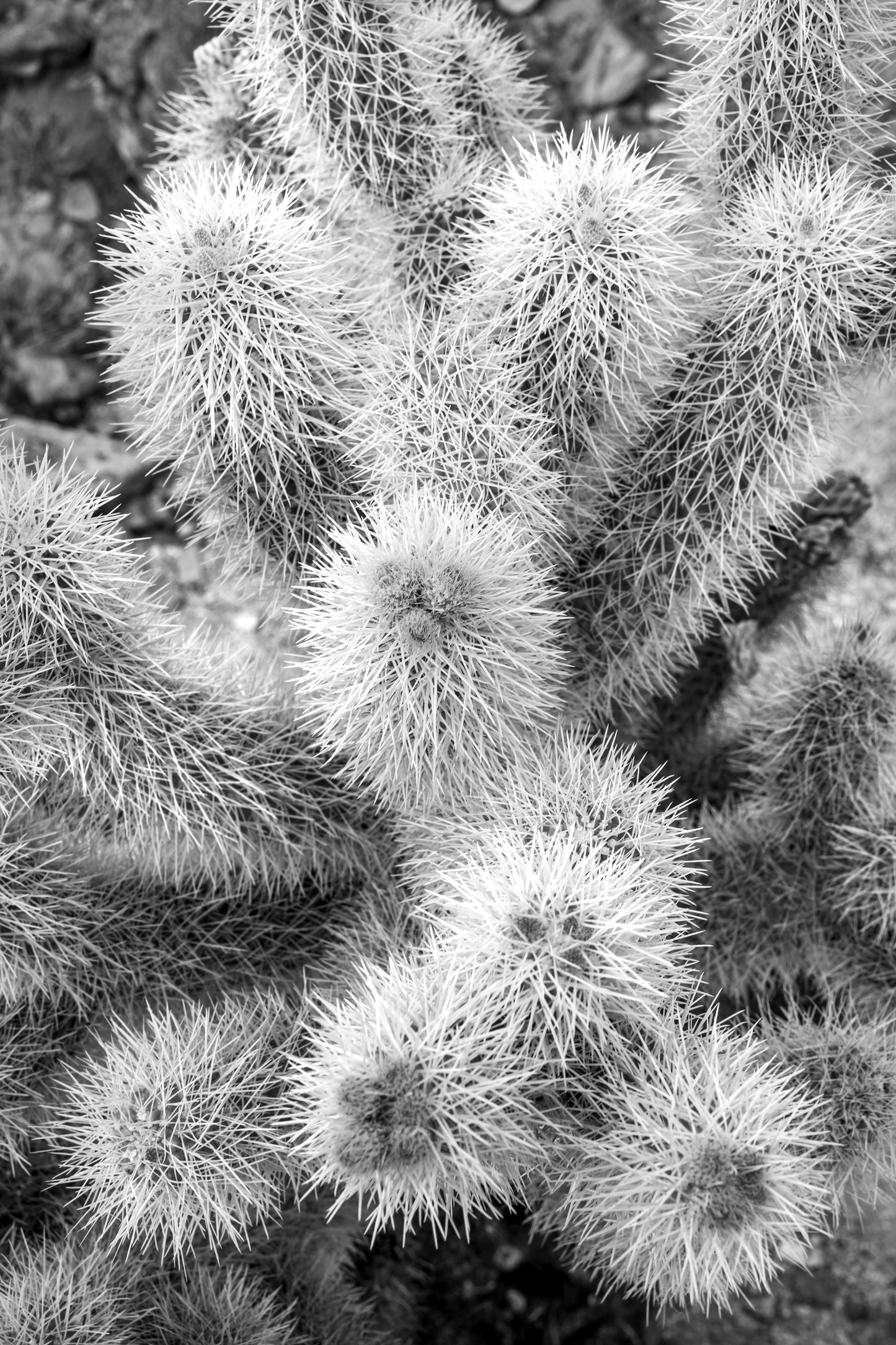 Cholla Cactus