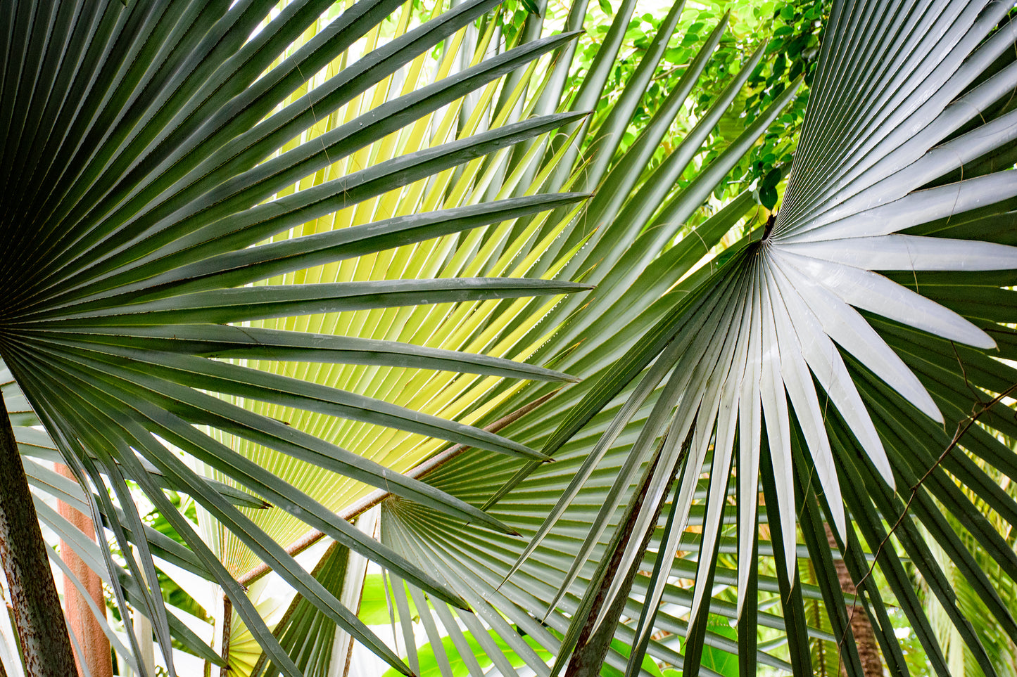 Ferns