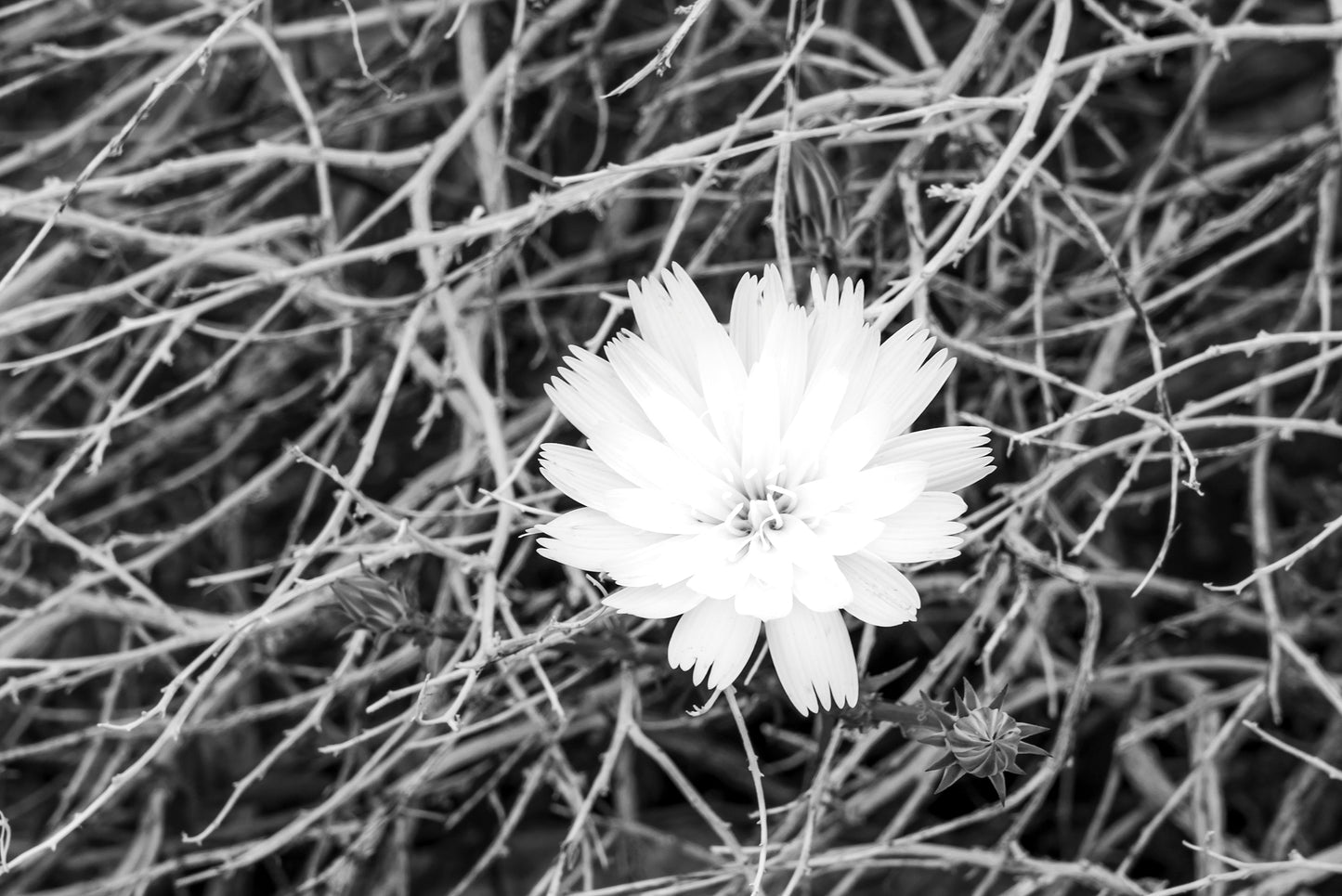 Desert Flower