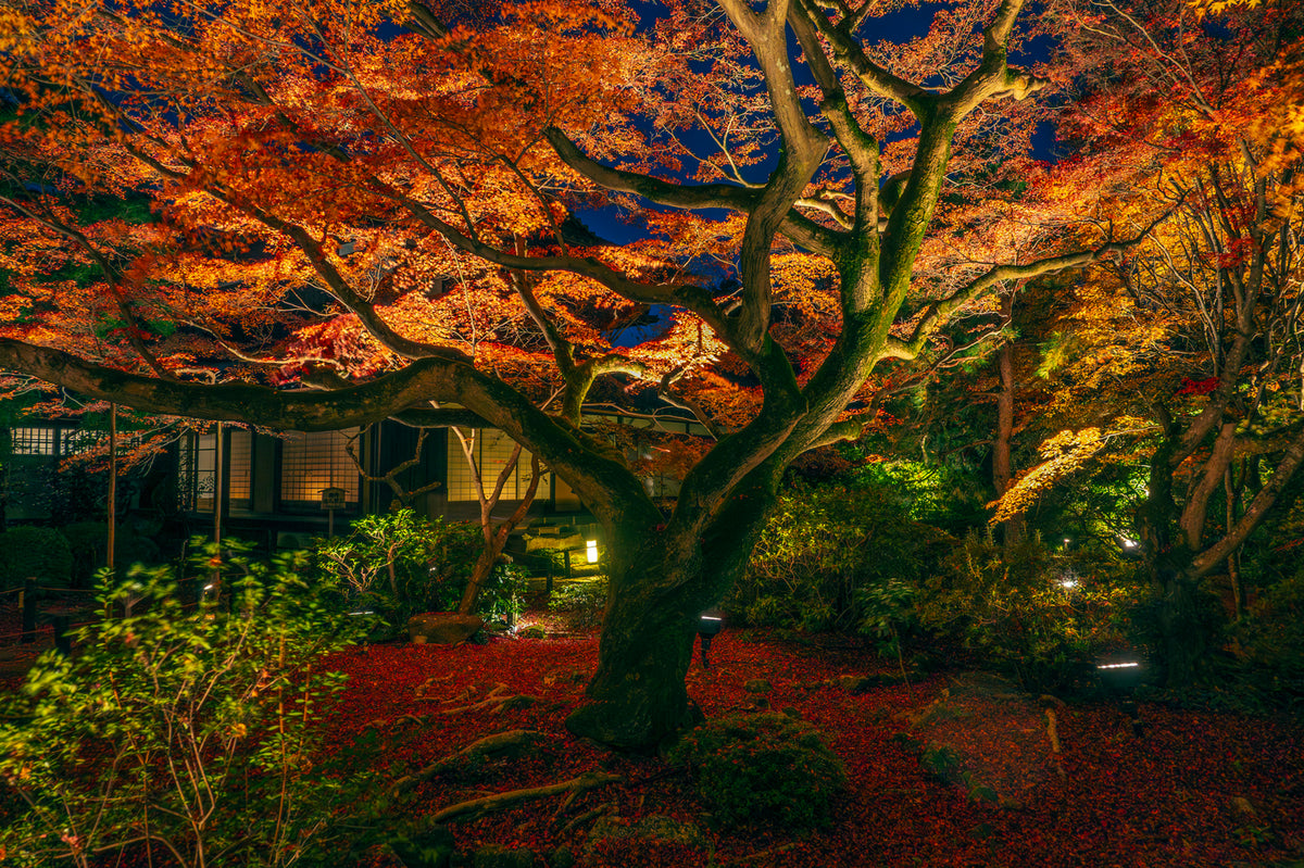 Eikan-do Temple Autumn Illuminated Night, Kyoto