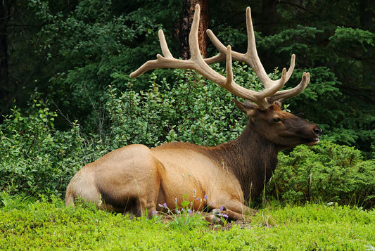 Bull Elk, Banff, Canada