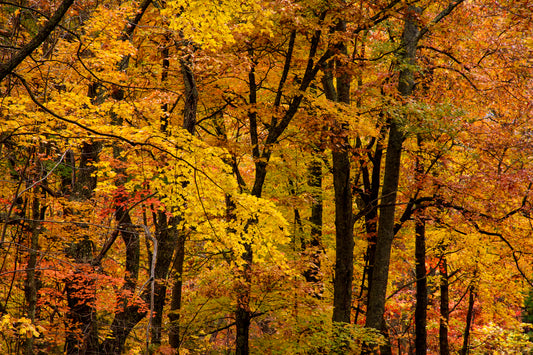 Colorful Fall Forest