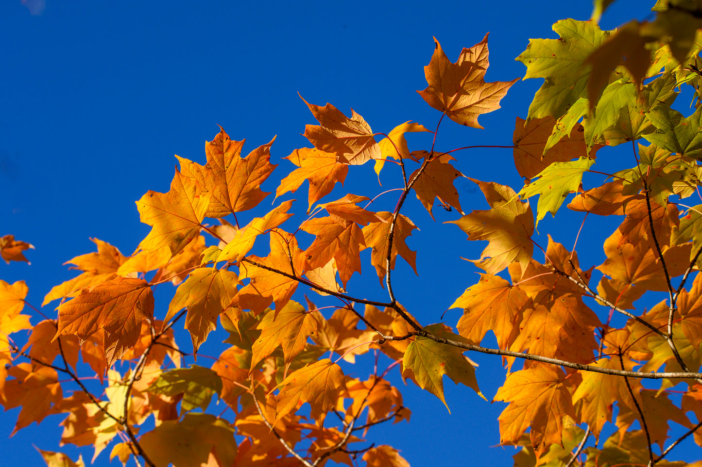 Bright Leaves on a Clear Day