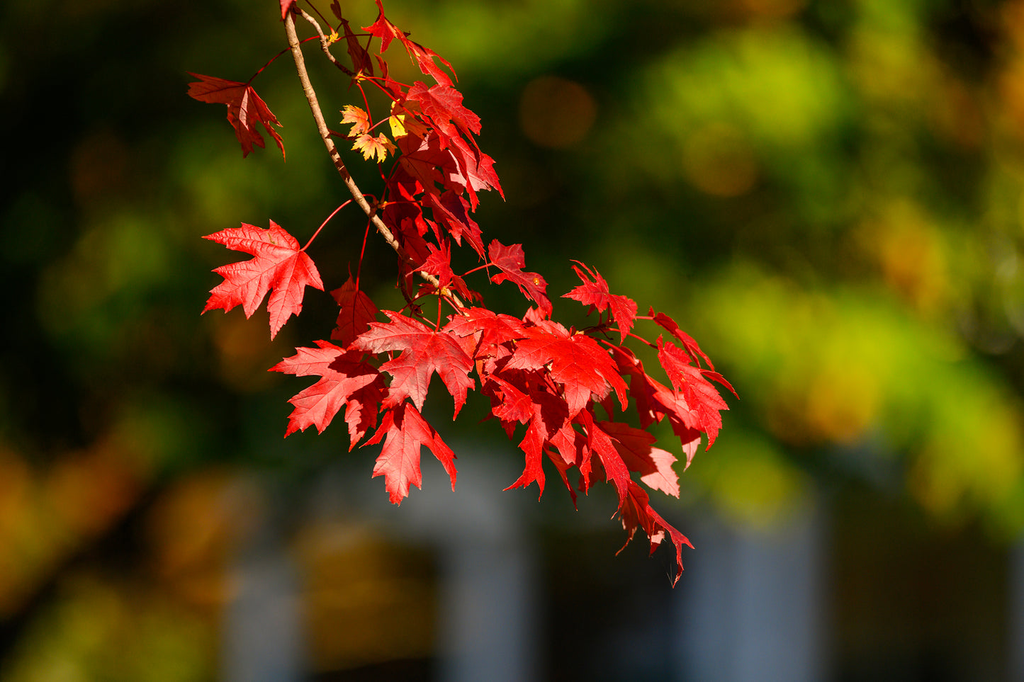 Fall Leaves