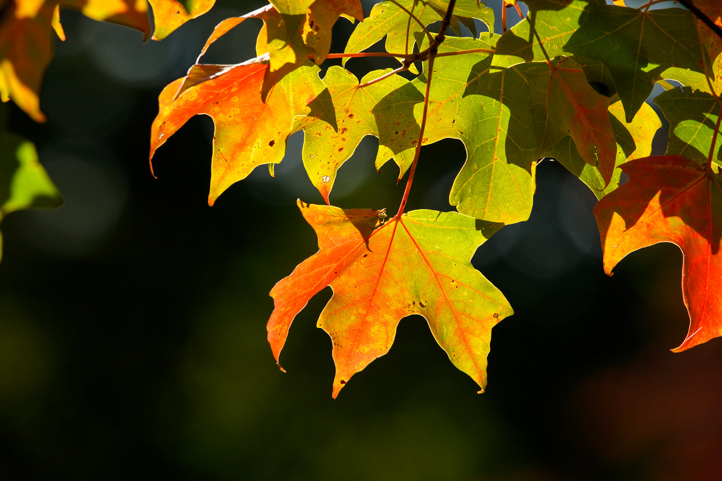 Maple Leaves