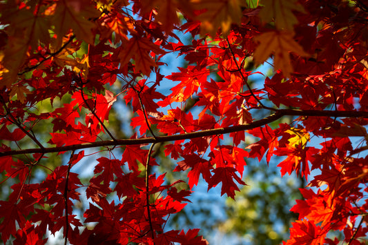 Brilliant Maple Leaves