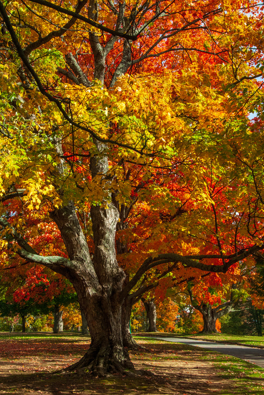 Glorious Autumn Maple Tree