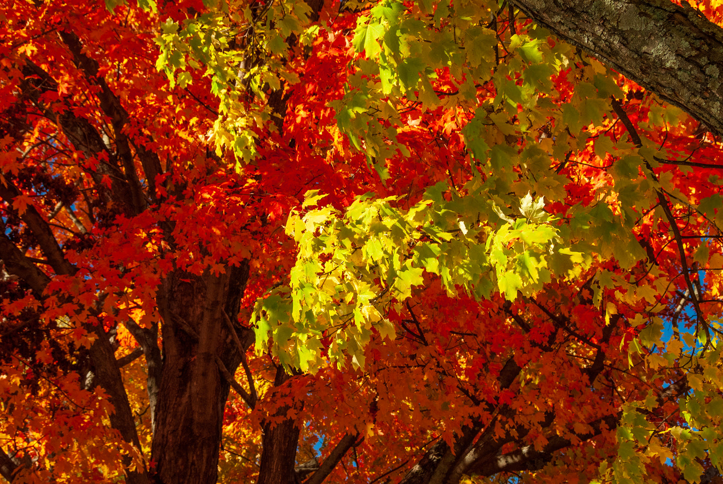 Peak Color