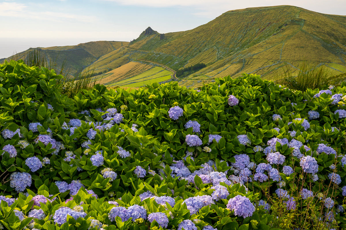 Flores, Azores