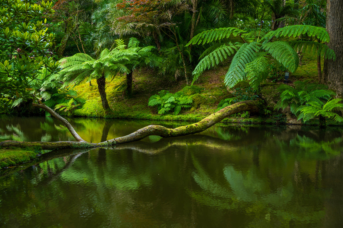 Garden at Furnas, Sao Miguel, Azores