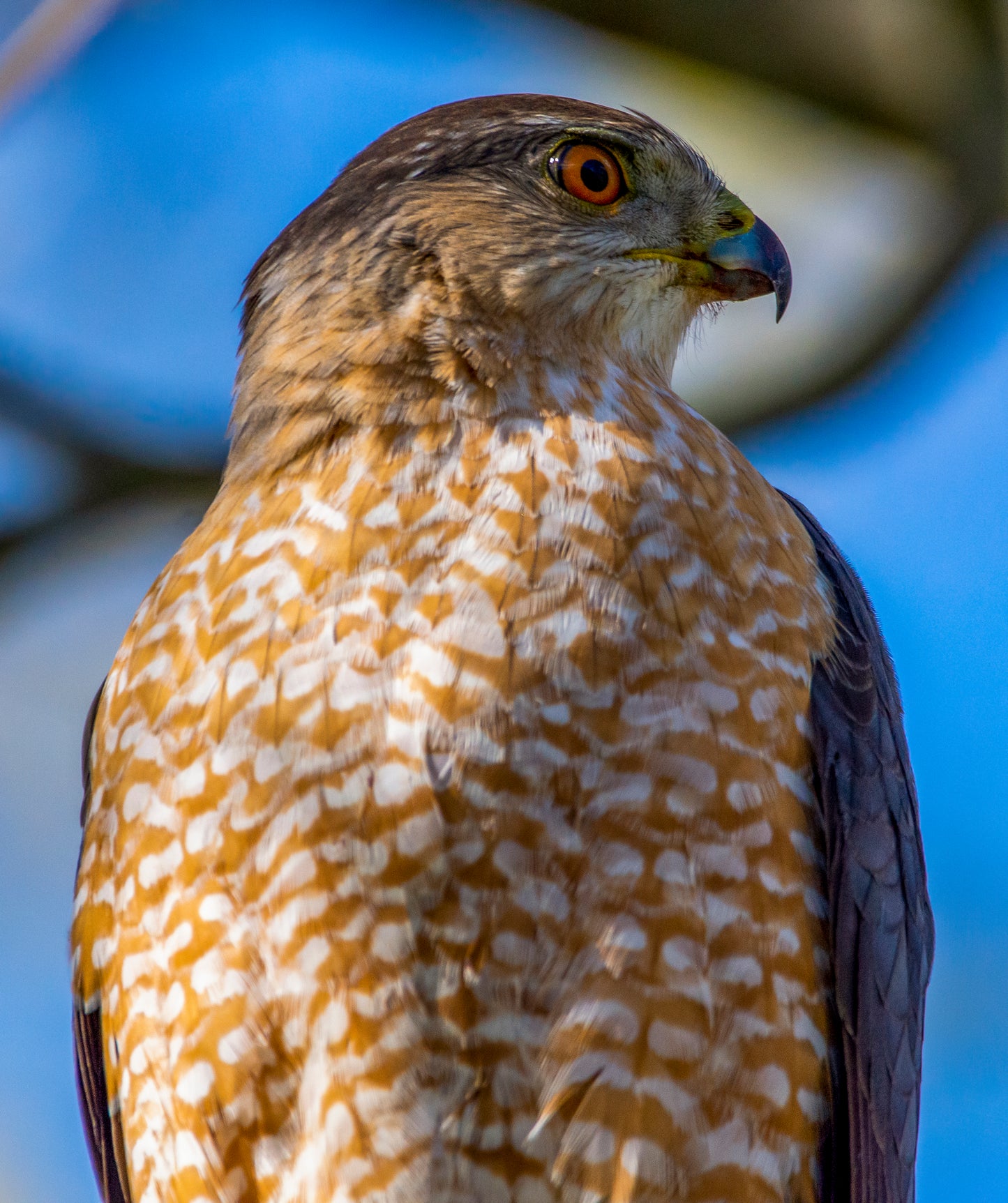 Coopers Hawk