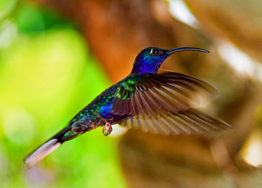 Bold Blue Hummingbird in Flight