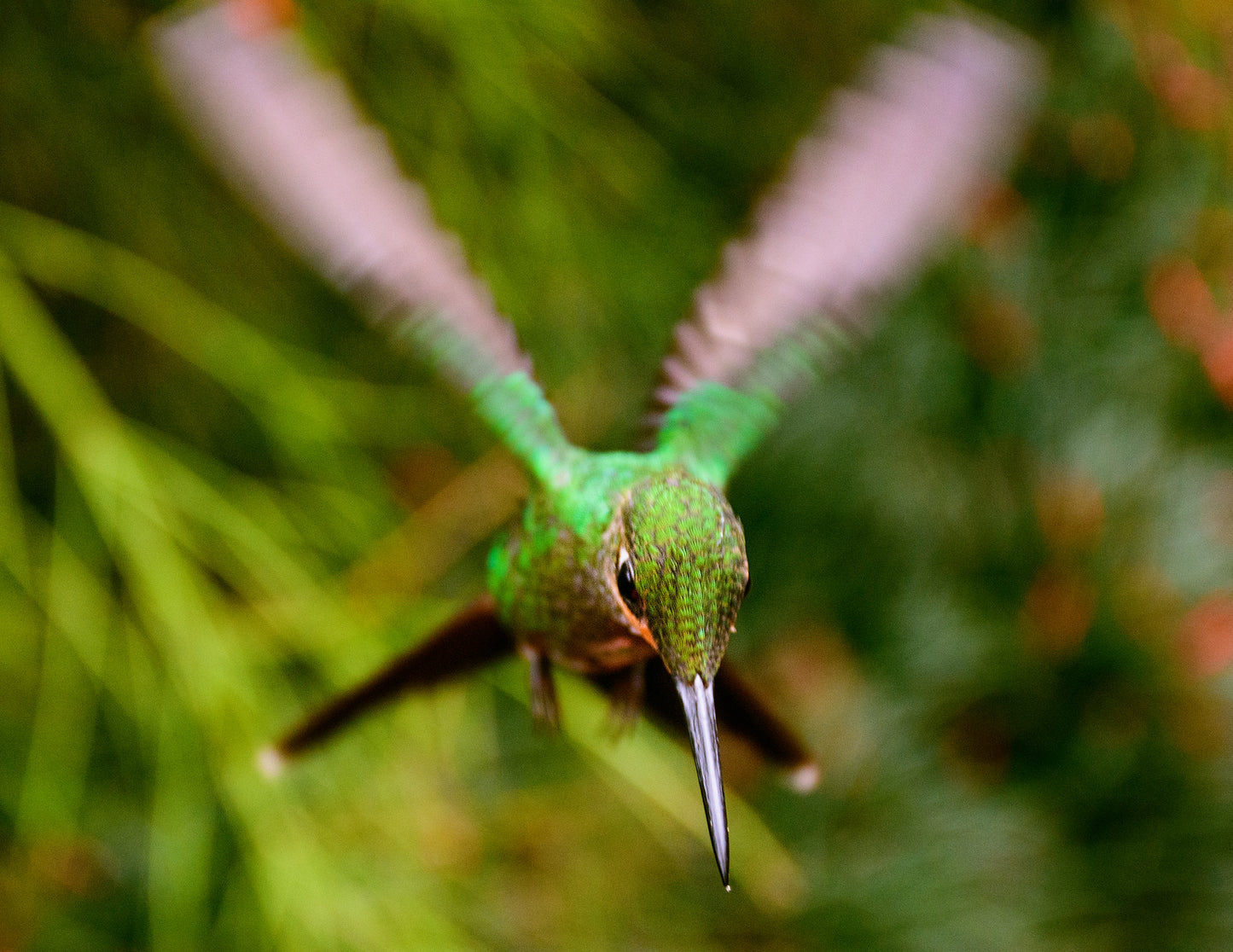 Green Hummingbird