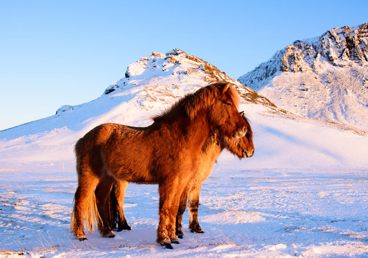 Ponies, Iceland