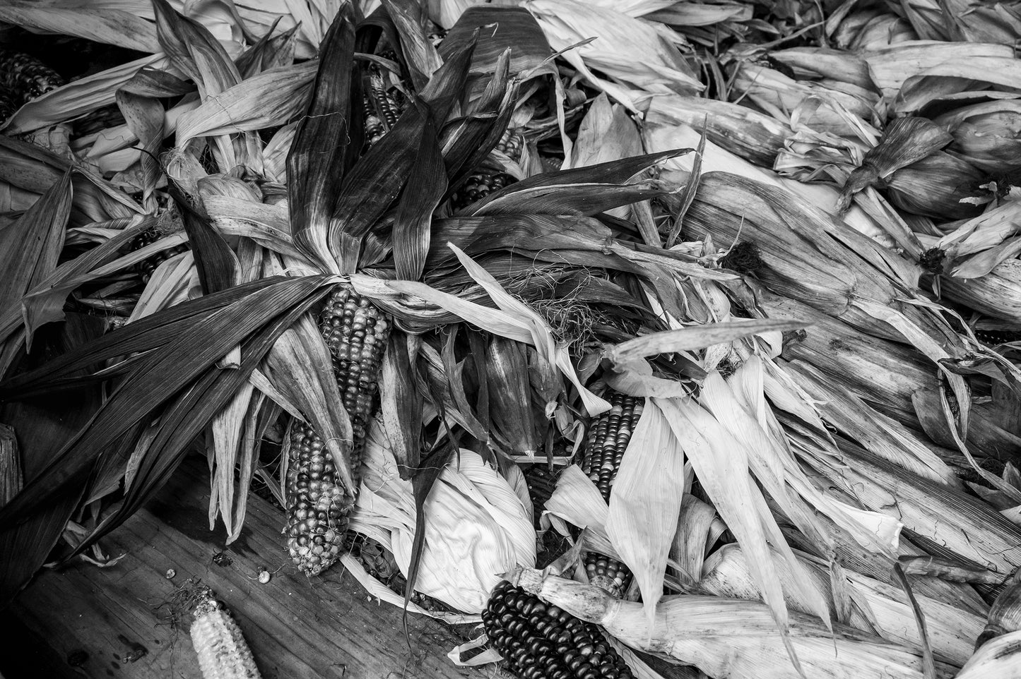 Indian Corn