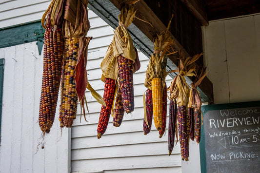 Indian Corn, Farm Stand
